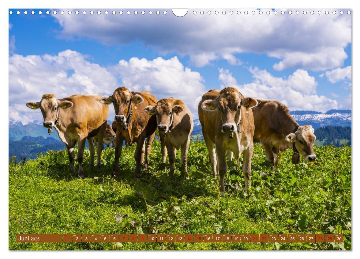 Bild: 9783435347469 | Allgäuer Schönheiten Allgäu - Land der Kühe (Wandkalender 2025 DIN...