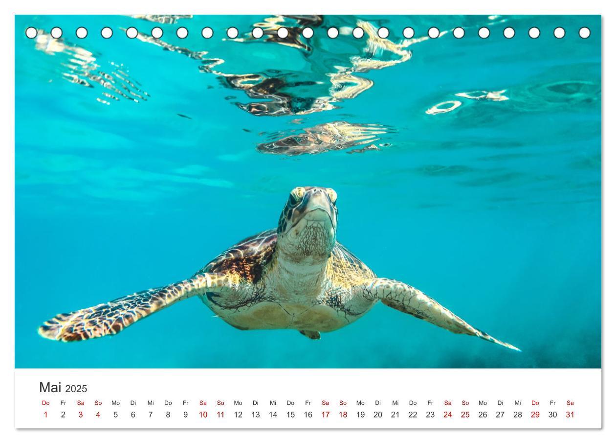 Bild: 9783383996610 | Schildkröten - Die gepanzerten Tiere. (Tischkalender 2025 DIN A5...