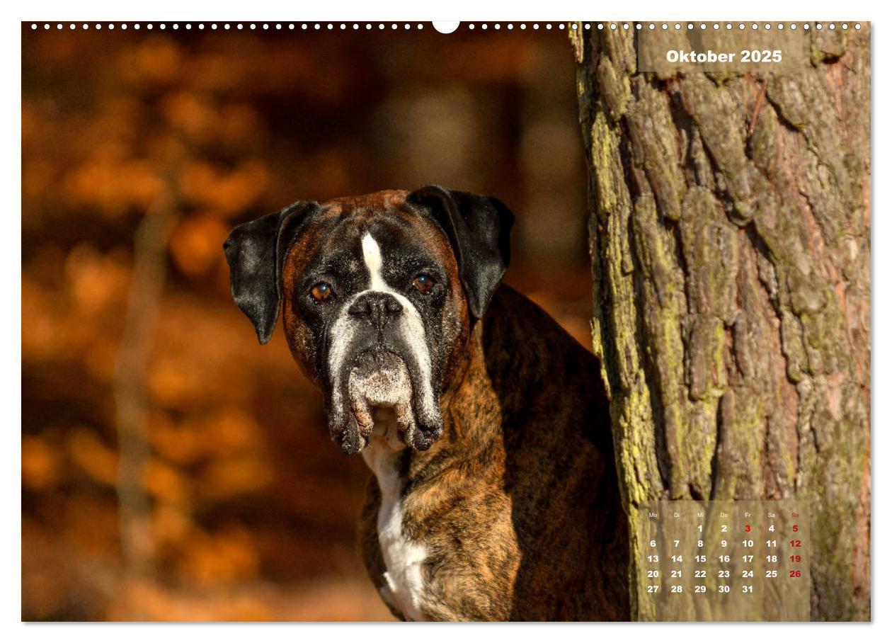 Bild: 9783435179039 | Einmal Boxer - immer Boxer (Wandkalender 2025 DIN A2 quer),...