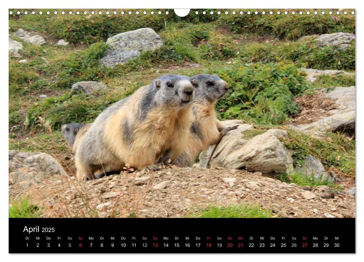 Bild: 9783435784219 | Murmeltiere (Wandkalender 2025 DIN A3 quer), CALVENDO Monatskalender