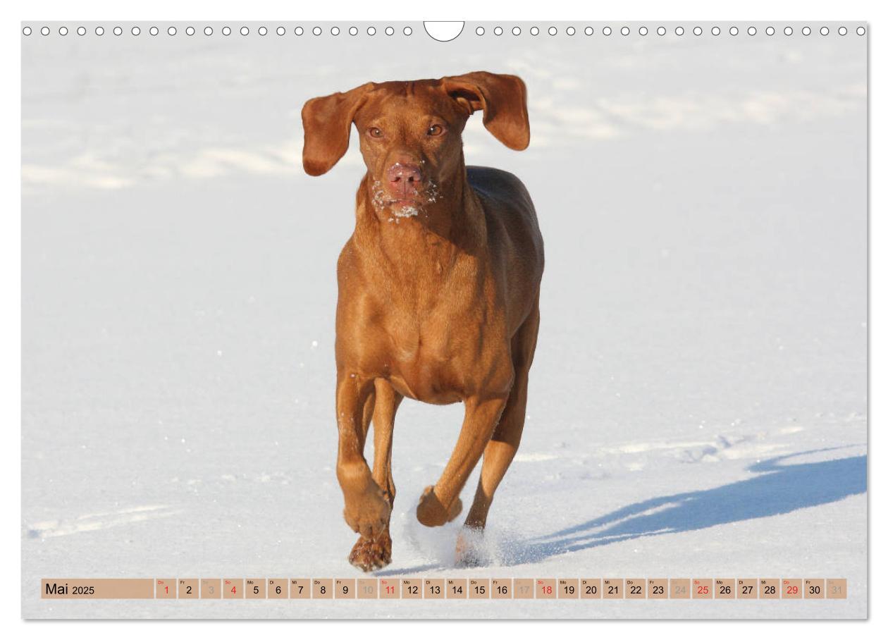 Bild: 9783435794508 | Magyar Vizsla - Vielseitiger Jagdhund mit Familienanschluss...