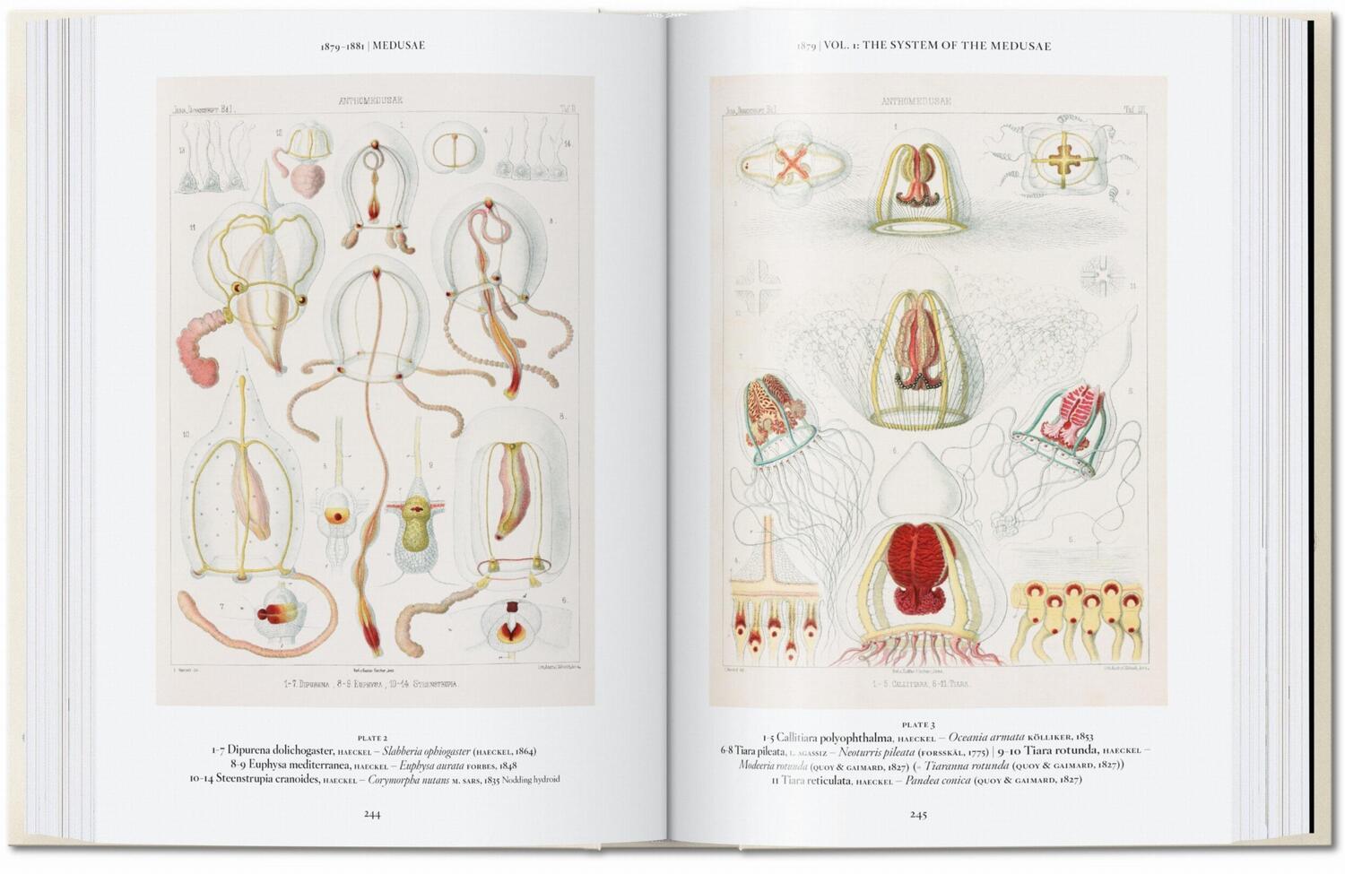 Bild: 9783836584265 | Ernst Haeckel. Kunst und Wissenschaft. 40th Ed. | Julia Voss (u. a.)