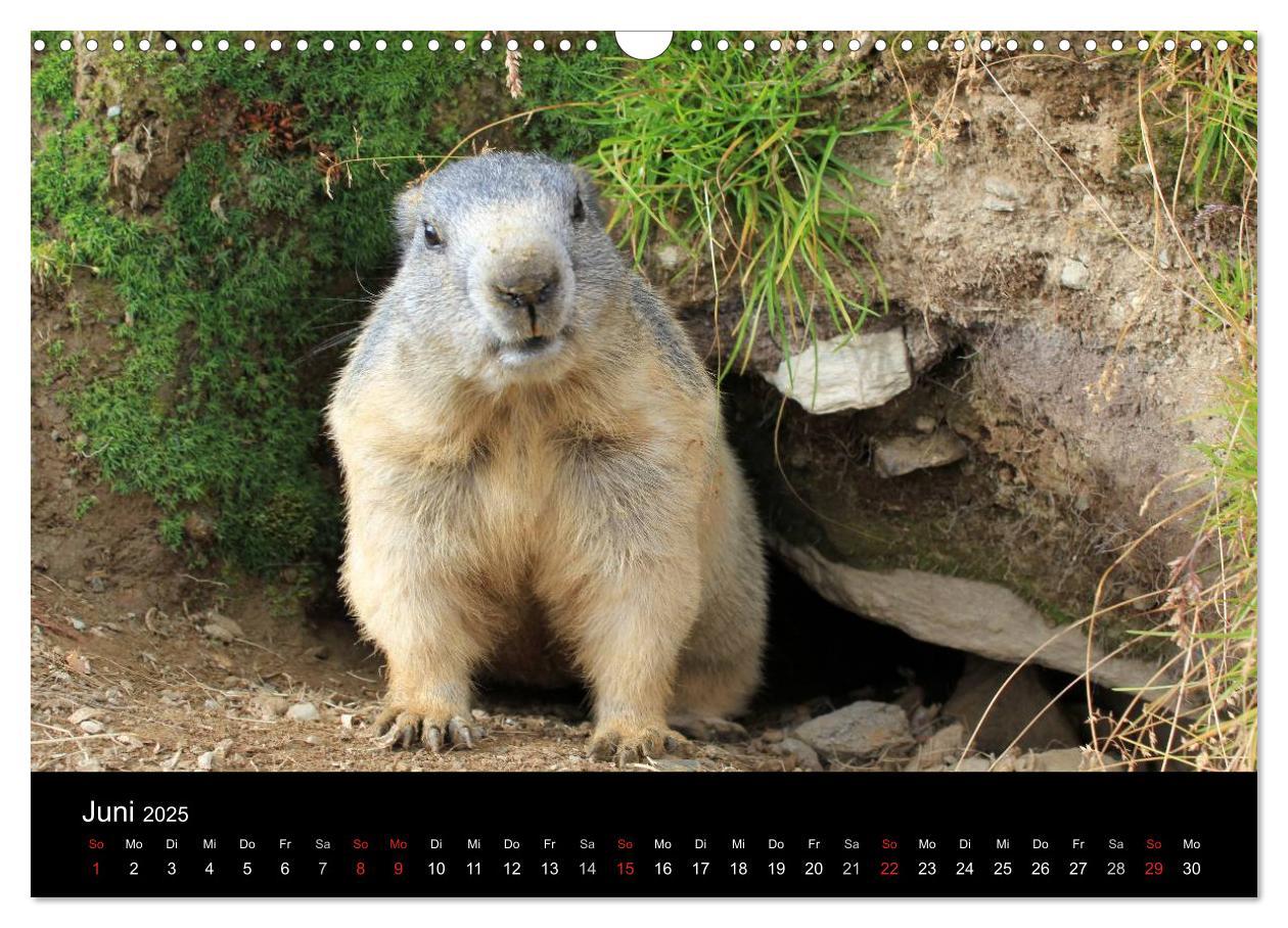 Bild: 9783435784219 | Murmeltiere (Wandkalender 2025 DIN A3 quer), CALVENDO Monatskalender