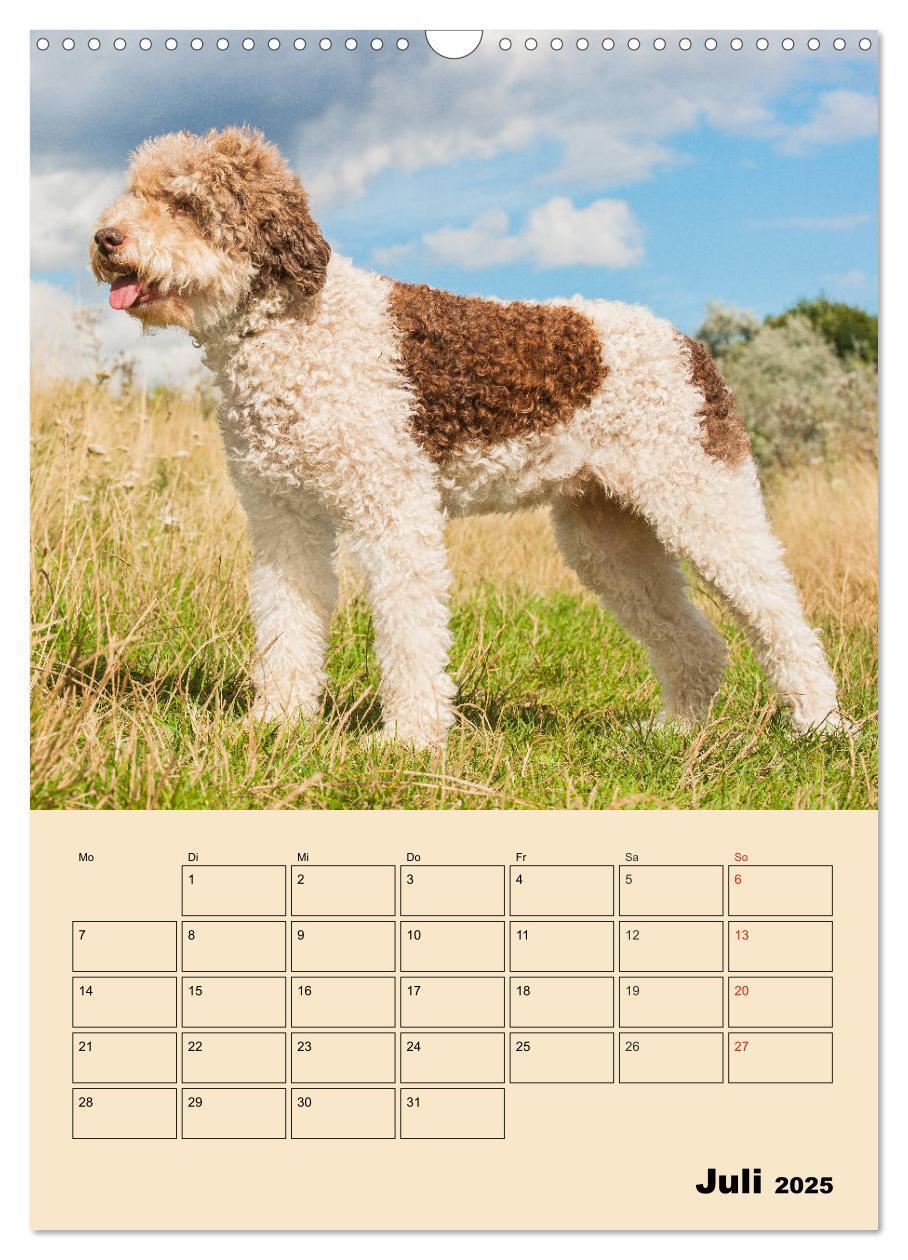 Bild: 9783435959013 | Jahresplaner Lagotto Romagnolo (Wandkalender 2025 DIN A3 hoch),...