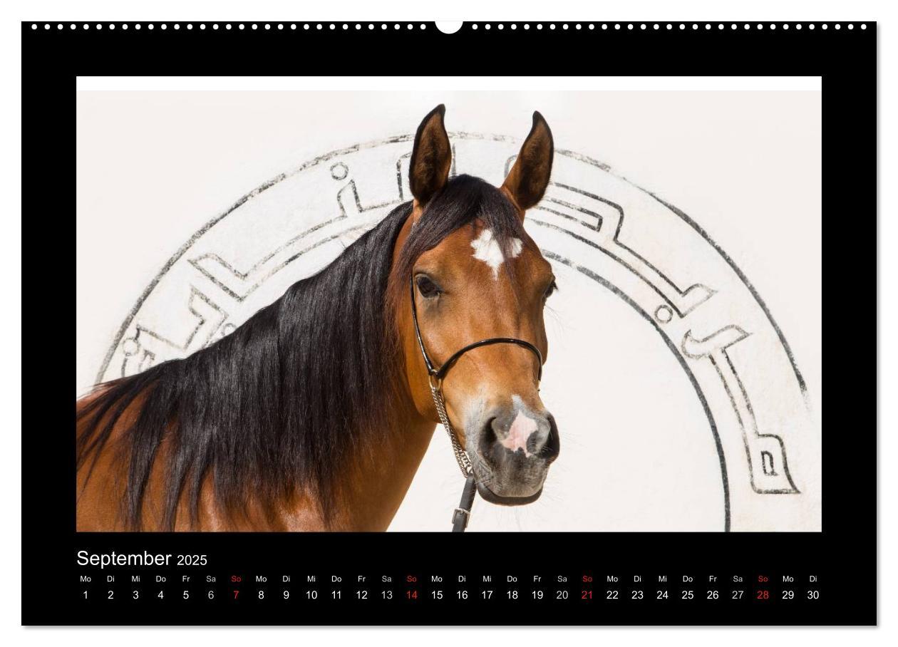 Bild: 9783435788941 | Vollblutaraber (Wandkalender 2025 DIN A2 quer), CALVENDO...