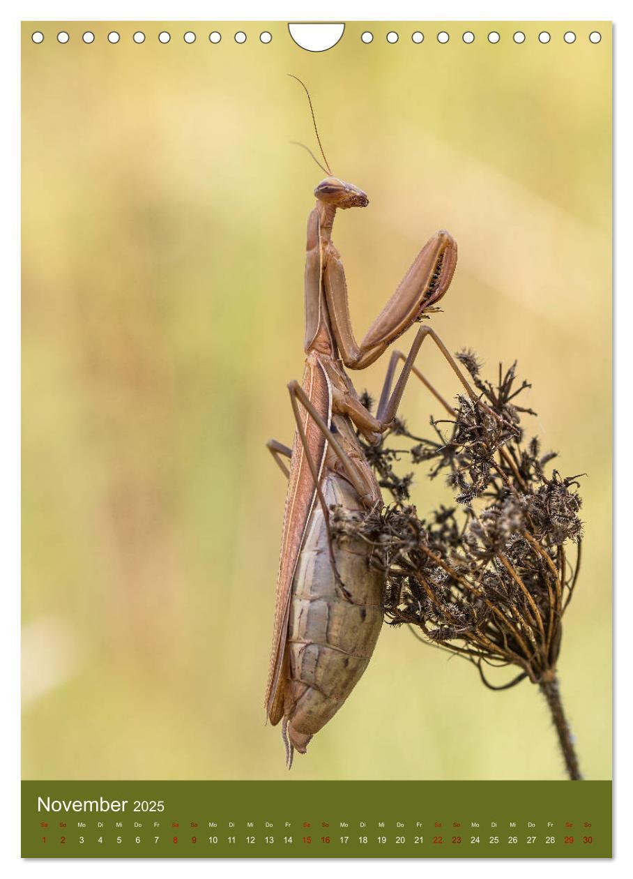 Bild: 9783435984558 | Die Gottesanbeterin. Räuber der Insektenwelt. (Wandkalender 2025...