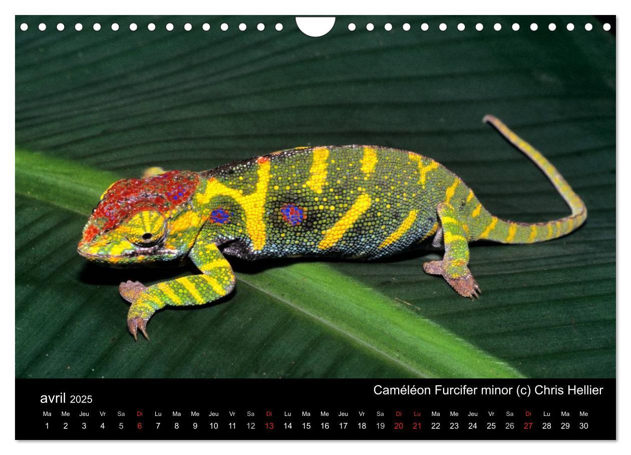 Bild: 9781325954483 | Caméléons - Petits dragons d'Afrique. (Calendrier mural 2025 DIN A4...