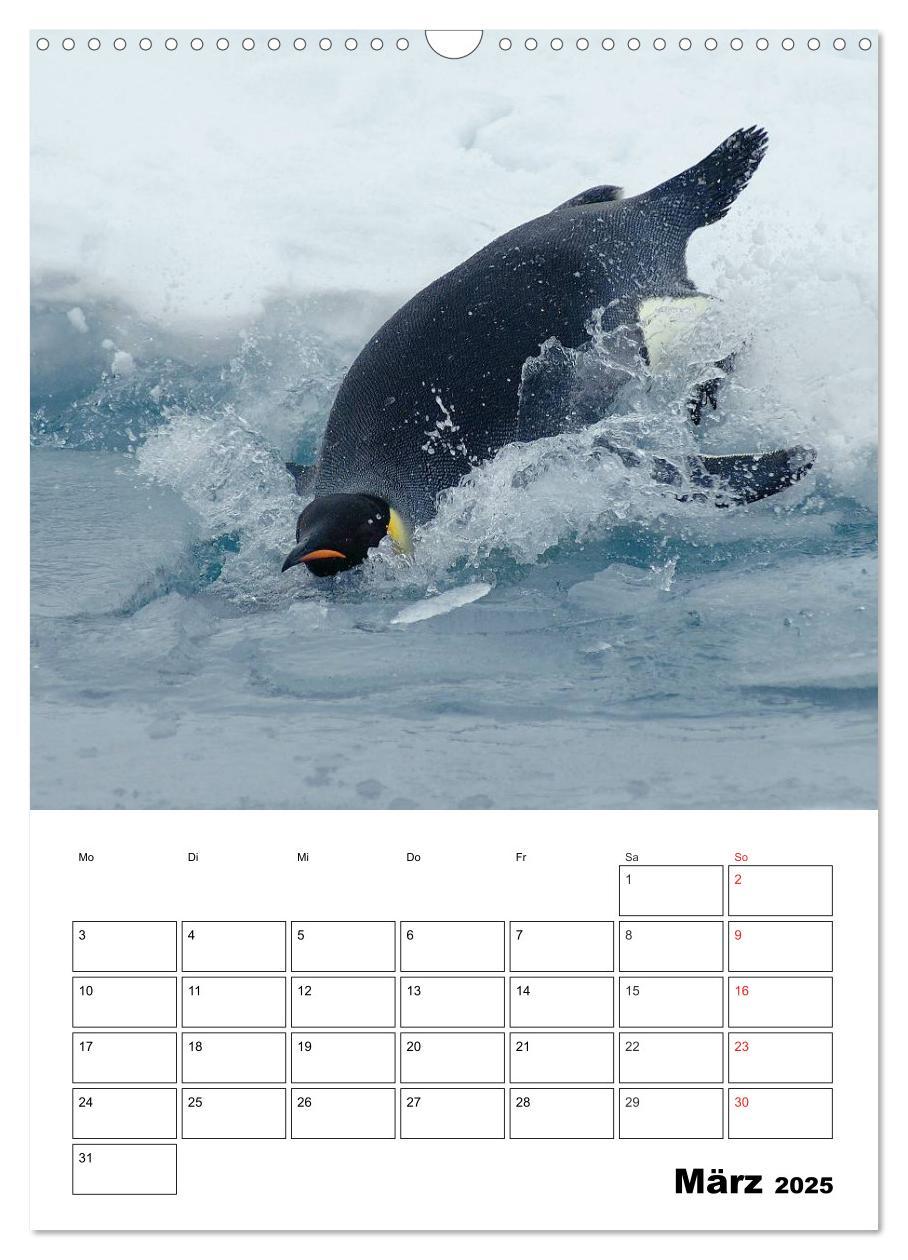 Bild: 9783457035238 | Pinguine. Familienglück im Eis (Wandkalender 2025 DIN A3 hoch),...