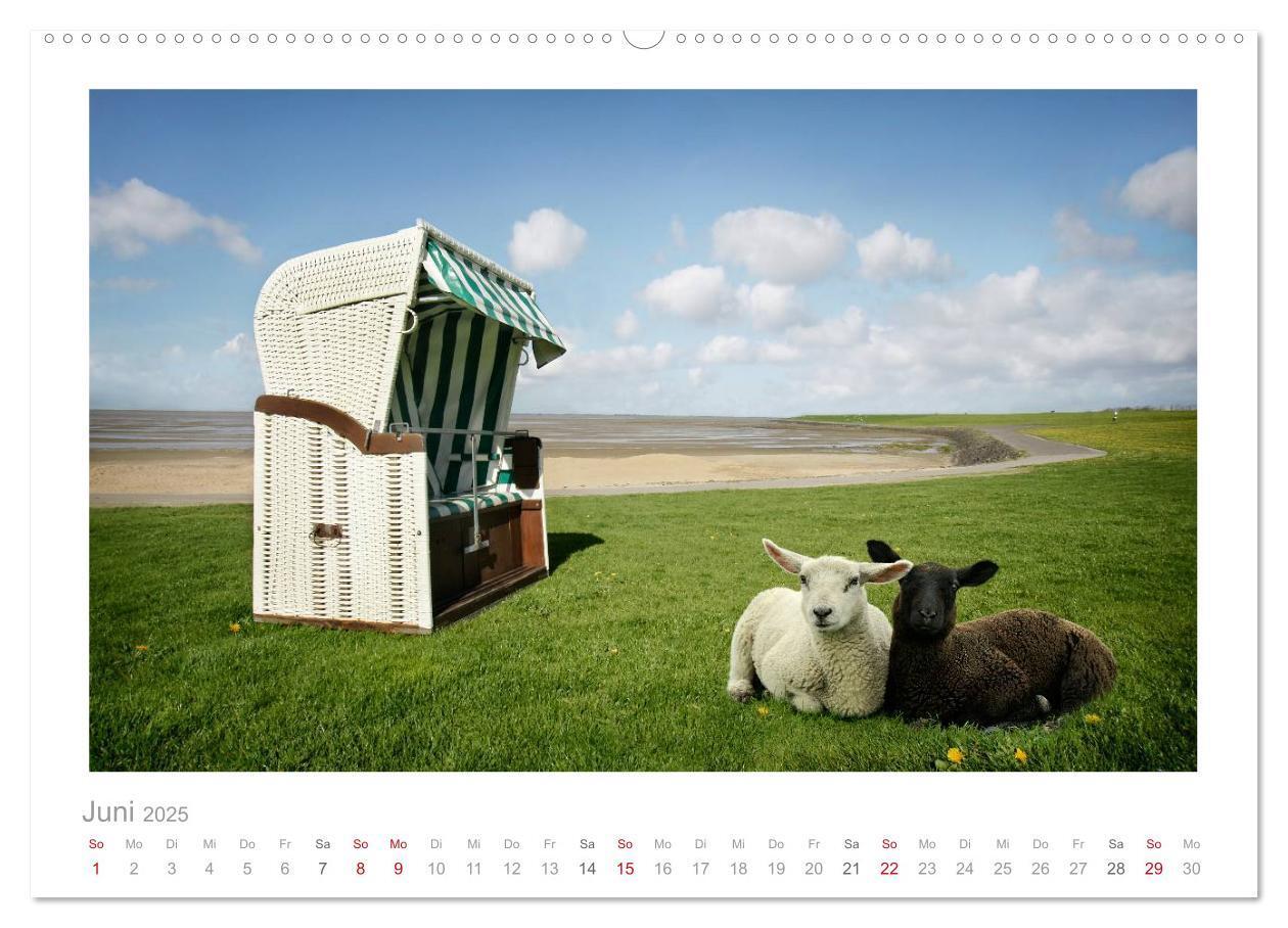 Bild: 9783435644520 | Nordsee Schafe (Wandkalender 2025 DIN A2 quer), CALVENDO...