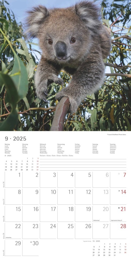 Bild: 4251732340759 | Alpha Edition - Koalas 2025 Broschürenkalender, 30x30cm,...