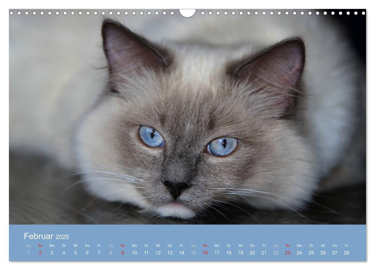 Bild: 9783435745548 | Engel auf 4 Pfoten - Ragdolls 2025 (Wandkalender 2025 DIN A3 quer),...