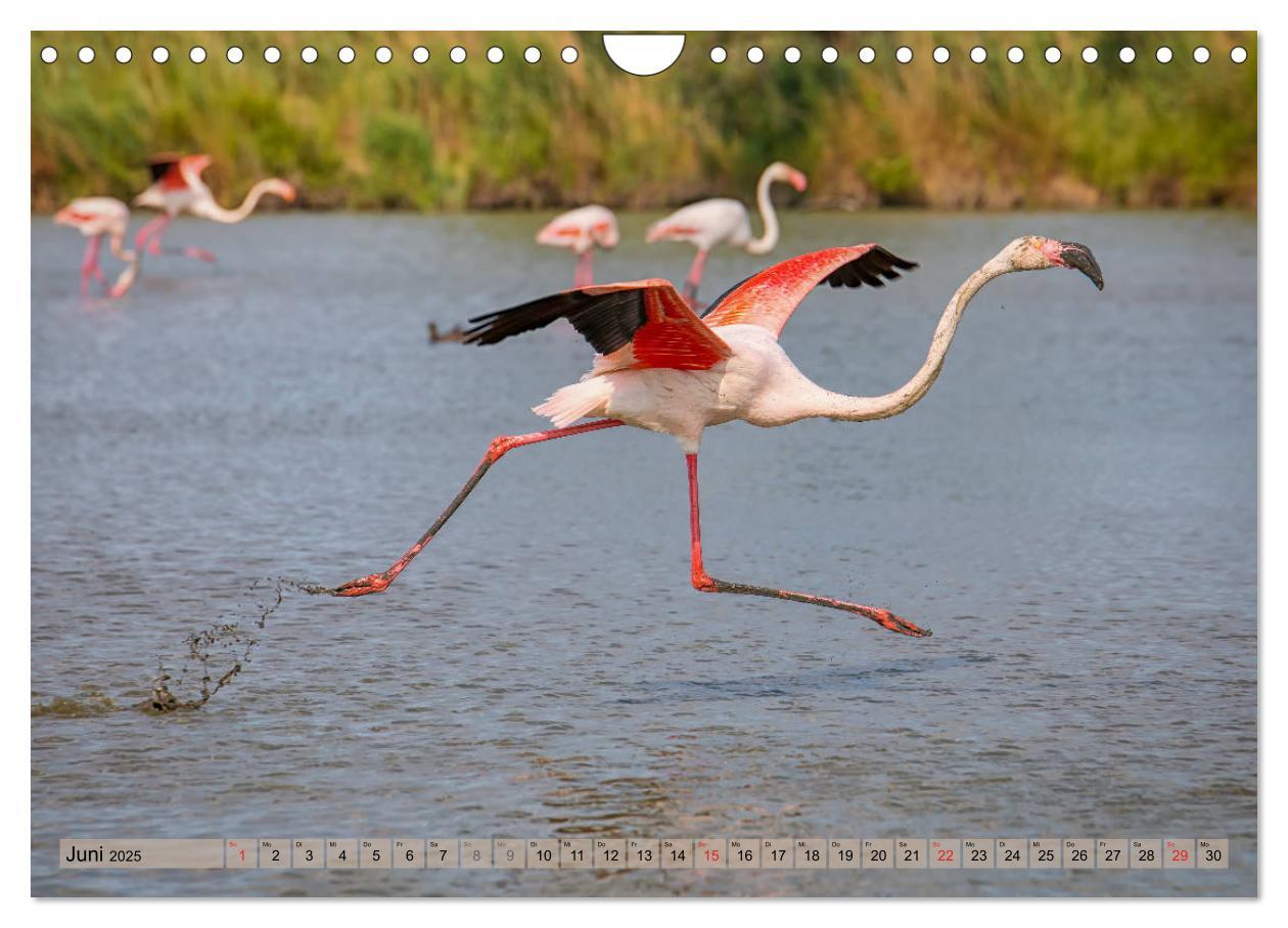 Bild: 9783435407613 | Camargue - Der wilde Süden Frankreichs (Wandkalender 2025 DIN A4...