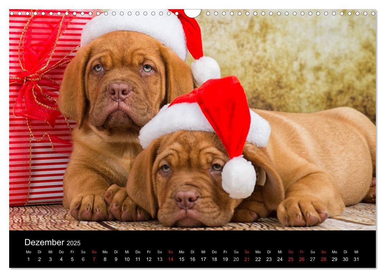 Bild: 9783435519101 | Bordeauxdoggen Welpen (Wandkalender 2025 DIN A3 quer), CALVENDO...