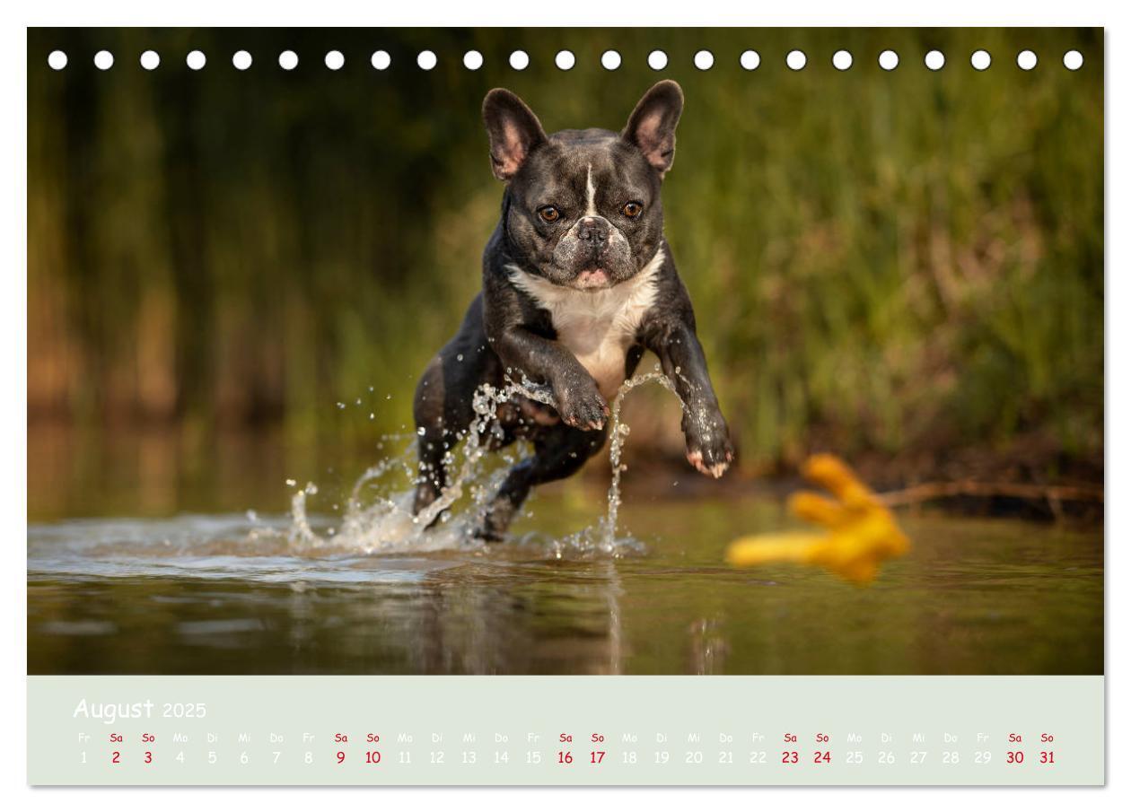 Bild: 9783435221387 | Französische Bulldogge - Clowns auf vier Pfoten (Tischkalender 2025...