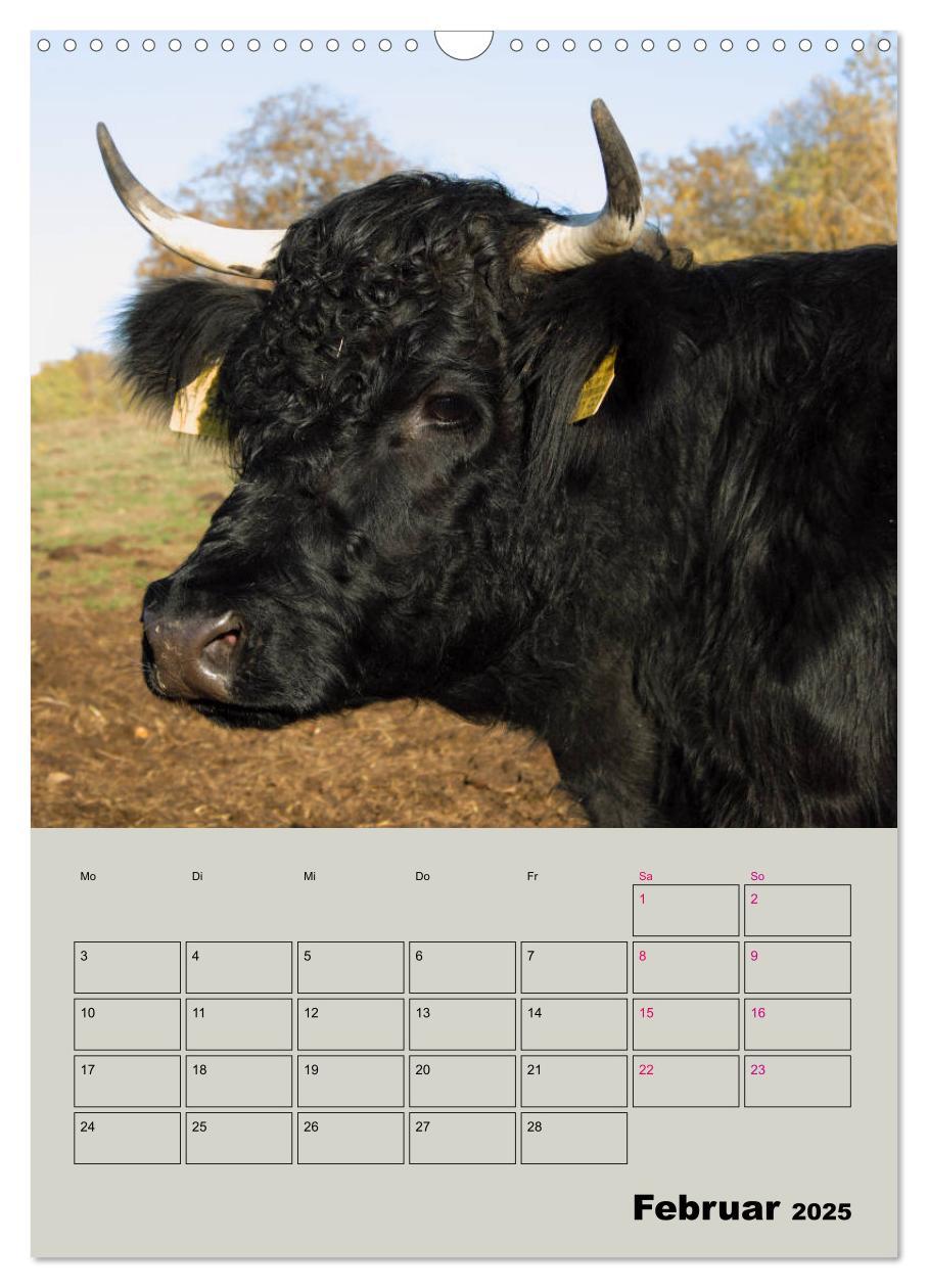 Bild: 9783435970049 | Kuhportraits Hornkühe (Wandkalender 2025 DIN A3 hoch), CALVENDO...