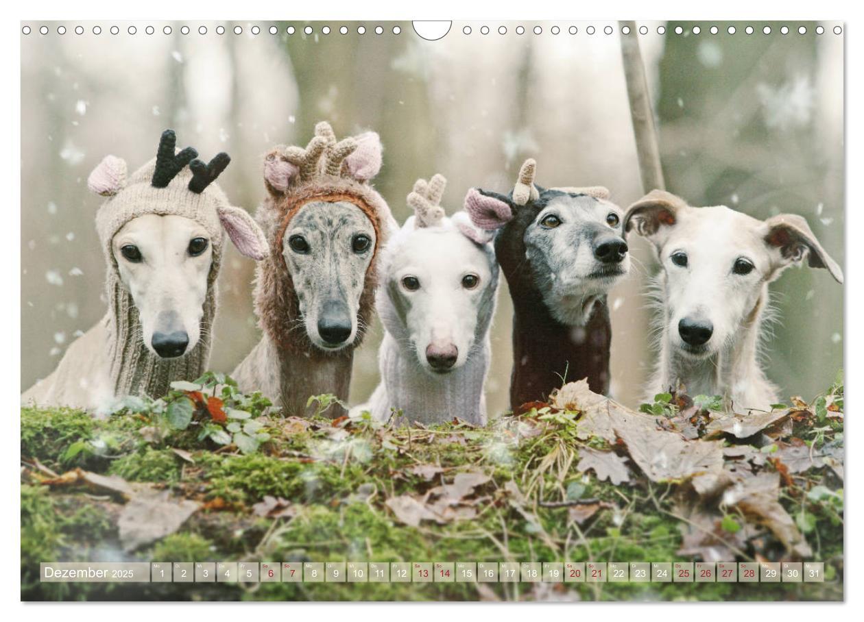 Bild: 9783435440689 | Zauberhafte Windhunde (Wandkalender 2025 DIN A3 quer), CALVENDO...