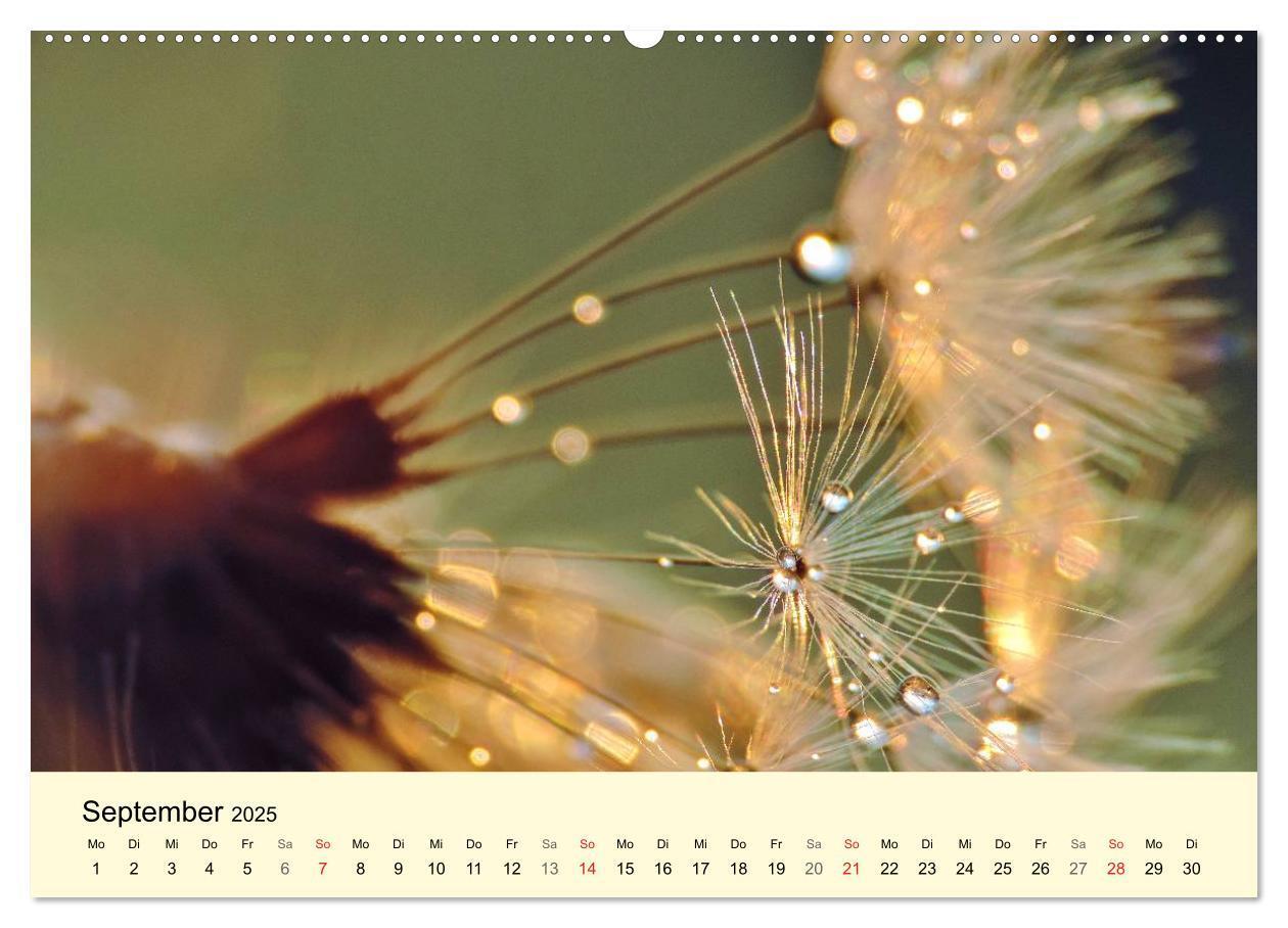 Bild: 9783435746316 | Naturjuwel Pusteblume (Wandkalender 2025 DIN A2 quer), CALVENDO...