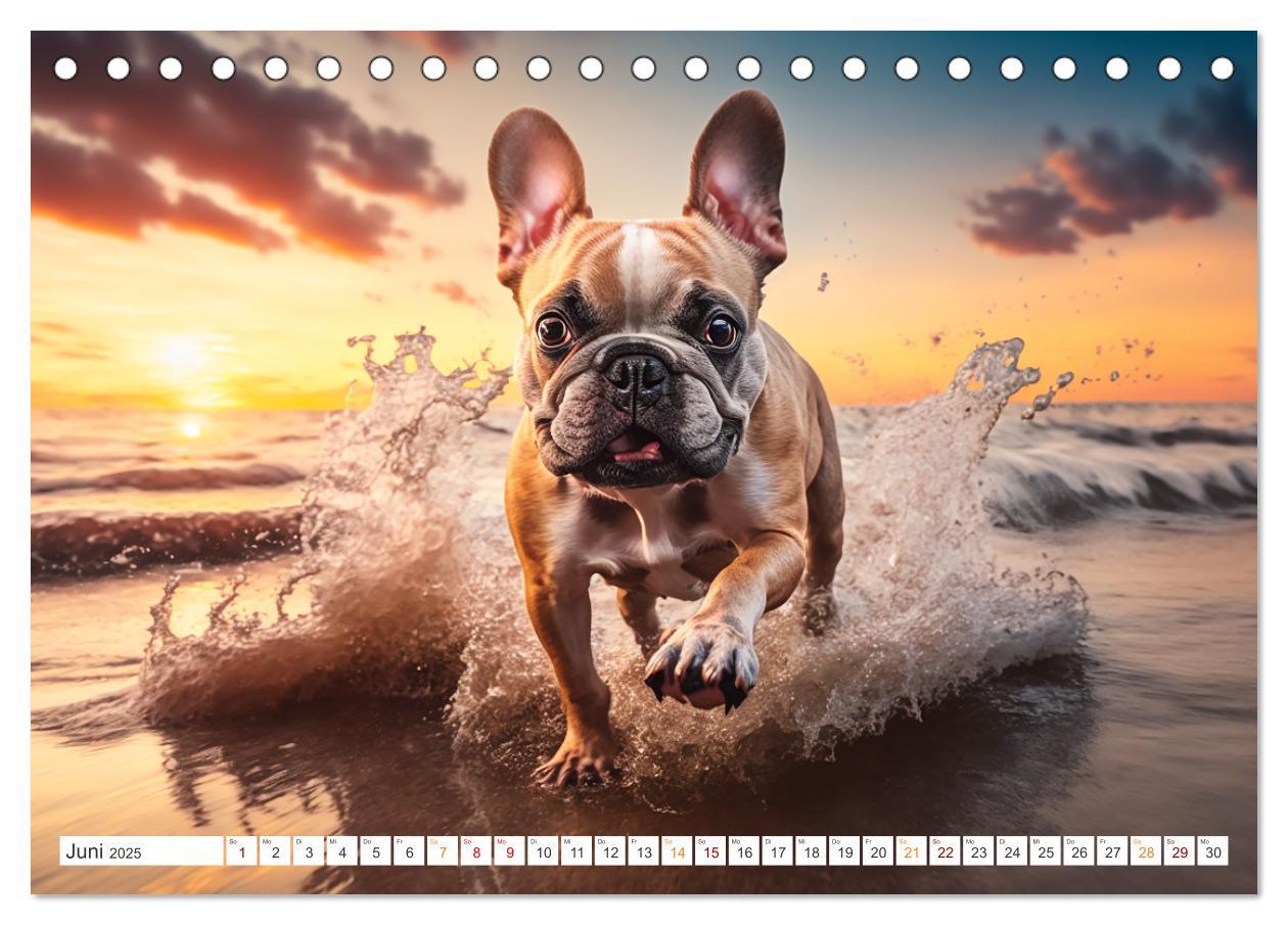 Bild: 9783383909153 | Französische Bulldoggen (Tischkalender 2025 DIN A5 quer), CALVENDO...