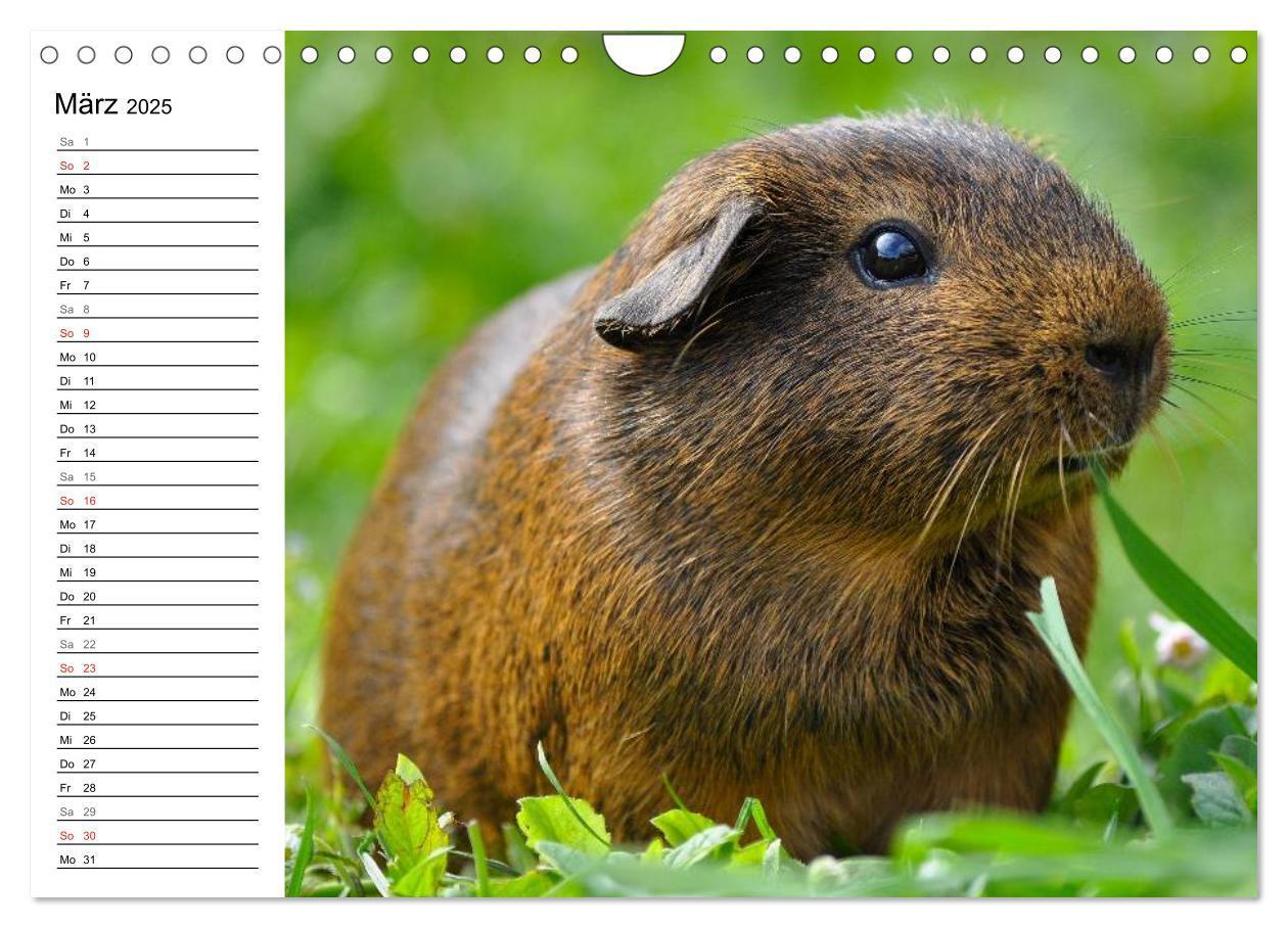 Bild: 9783435719686 | Meerschweinchen Niedliche Herzensbrecher (Wandkalender 2025 DIN A4...