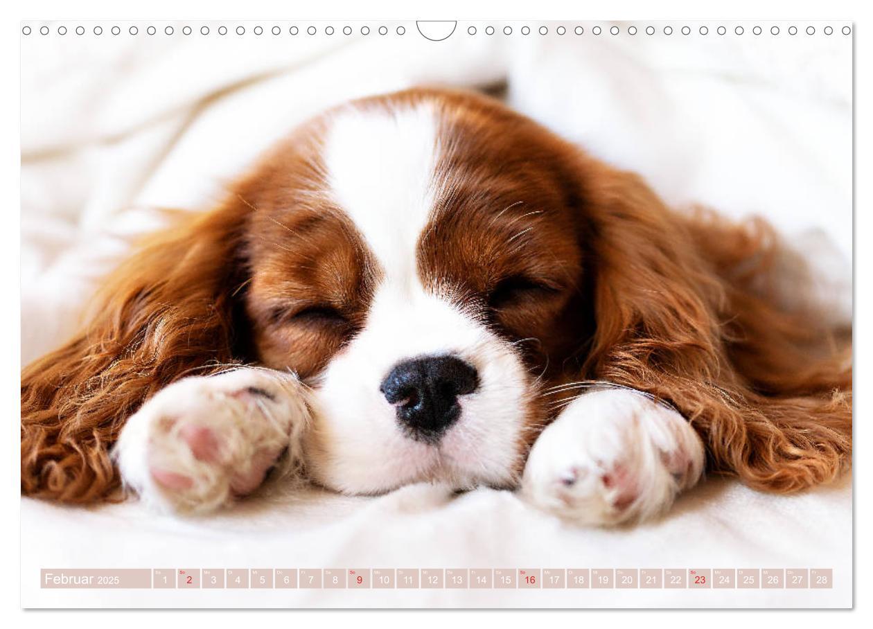 Bild: 9783435179978 | Der Welpenkalender - Cavalier King Charles Spaniel (Wandkalender...