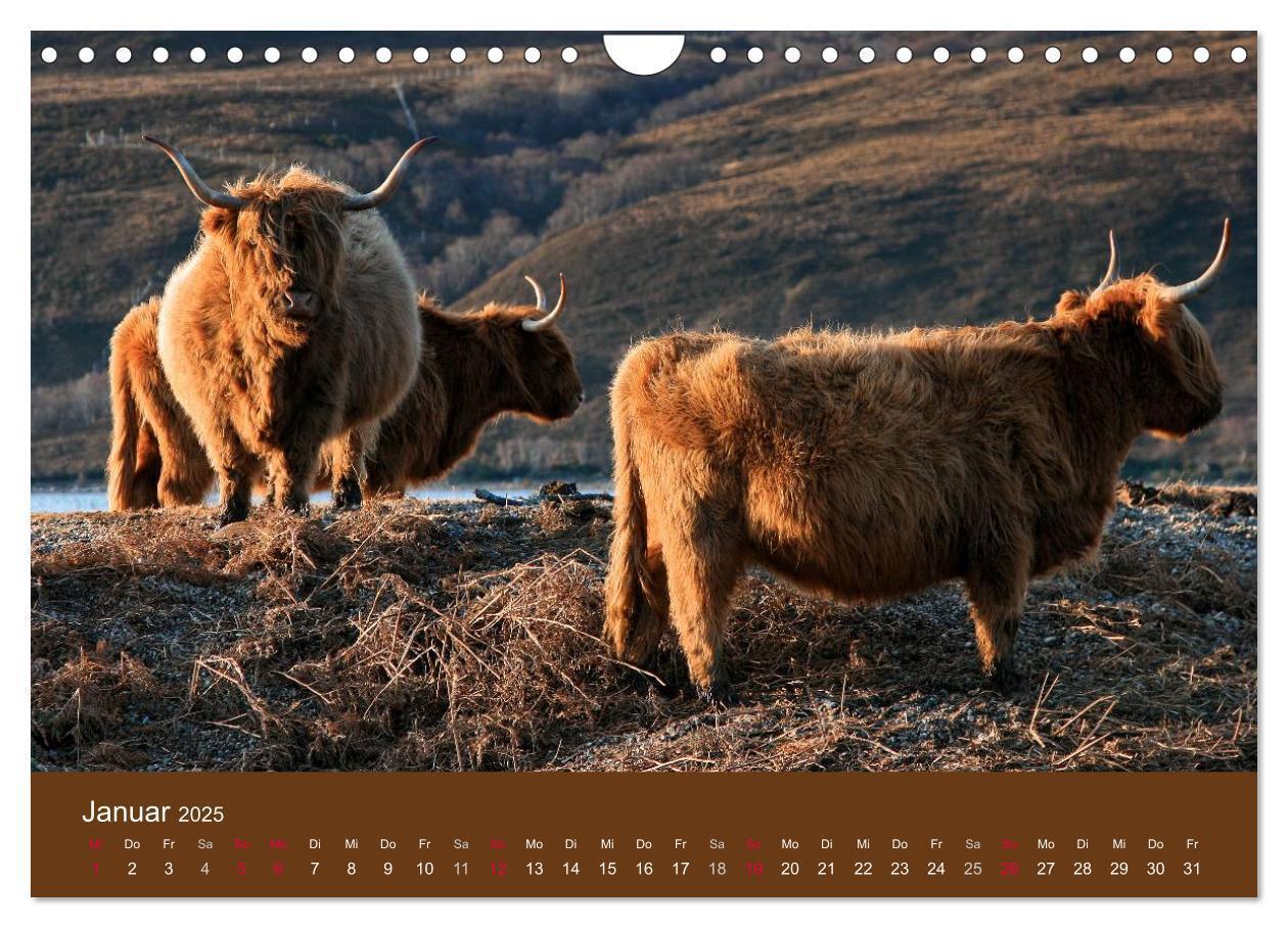 Bild: 9783435643080 | Schottische Hochlandrinder - Highland Cattle (Wandkalender 2025 DIN...