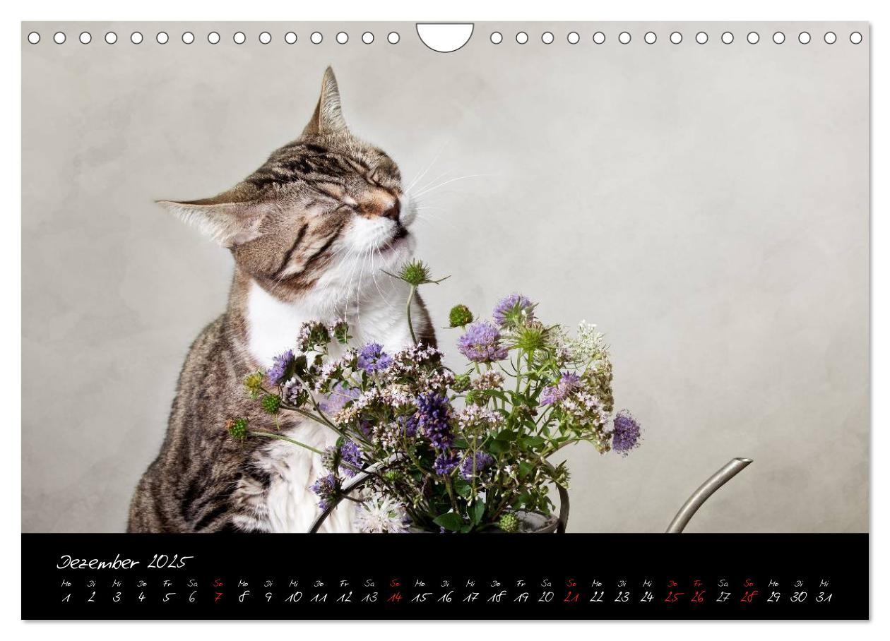 Bild: 9783435837663 | Katzen 2025 (Wandkalender 2025 DIN A4 quer), CALVENDO Monatskalender