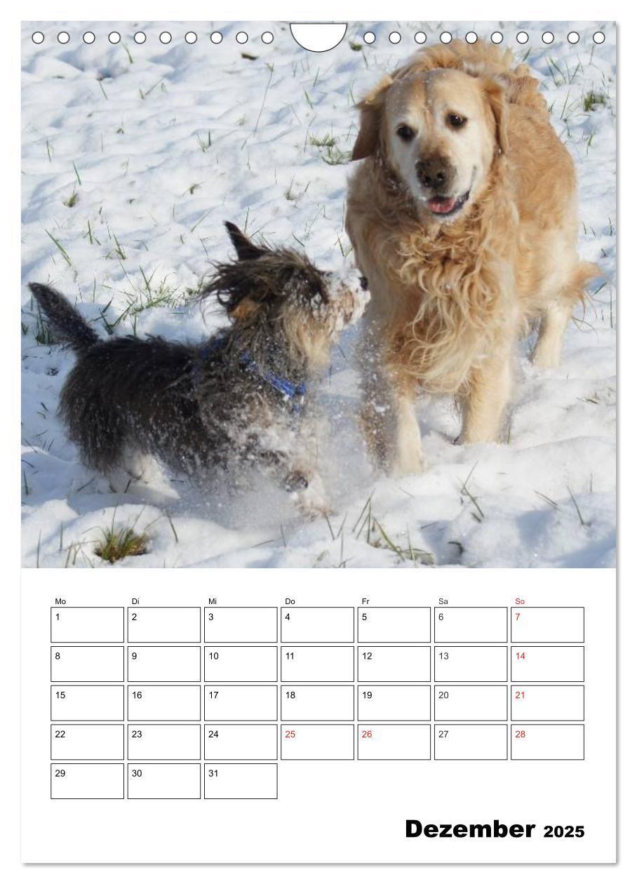 Bild: 9783457008522 | Liebenswerte Zwergrauhaardackel (Wandkalender 2025 DIN A4 hoch),...