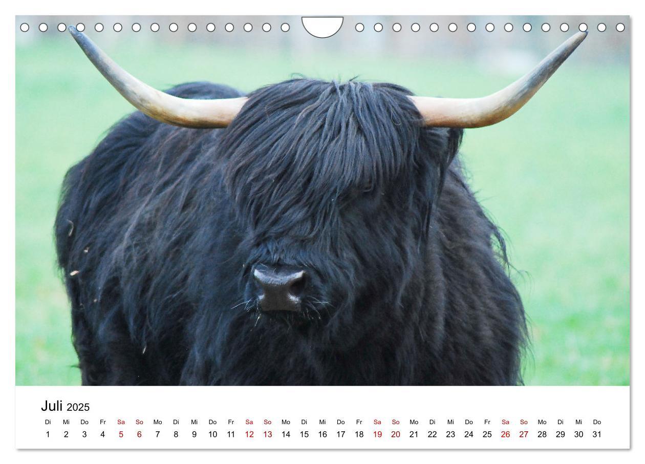 Bild: 9783435013999 | Die Schottischen Hochlandrinder und ihr Nachwuchs (Wandkalender...