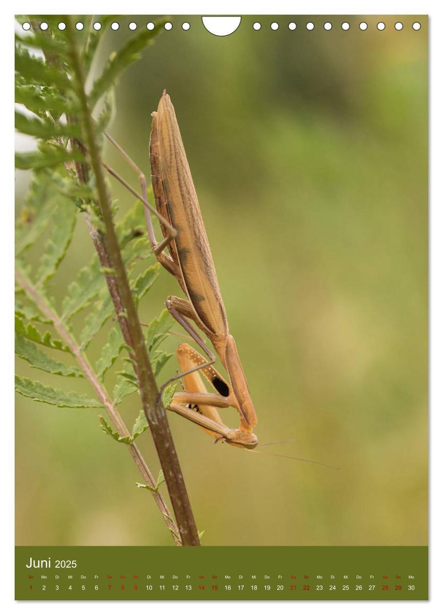 Bild: 9783435984558 | Die Gottesanbeterin. Räuber der Insektenwelt. (Wandkalender 2025...