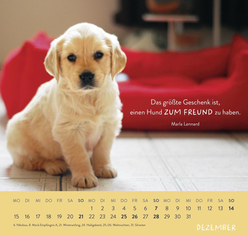 Bild: 4036442011867 | Wandkalender 2025: Für Hundefreunde | Groh Verlag | Kalender | 12 S.