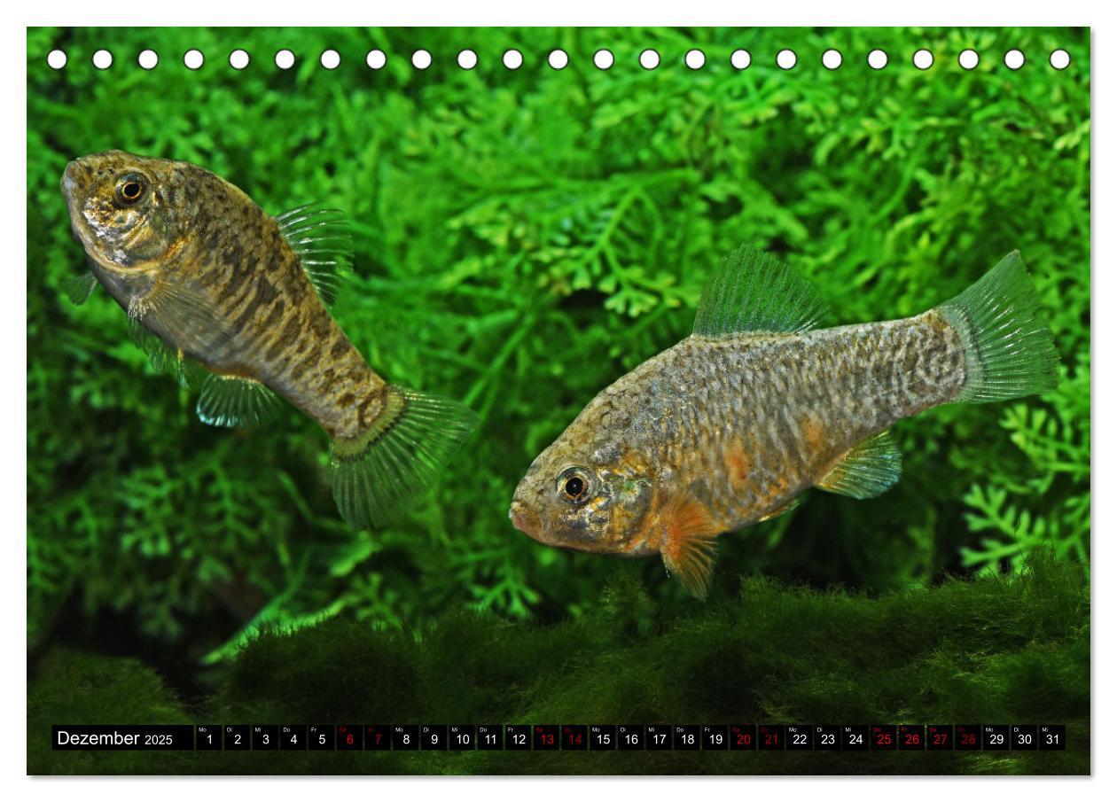 Bild: 9783383912184 | Outdoor-Aquaristik (Tischkalender 2025 DIN A5 quer), CALVENDO...