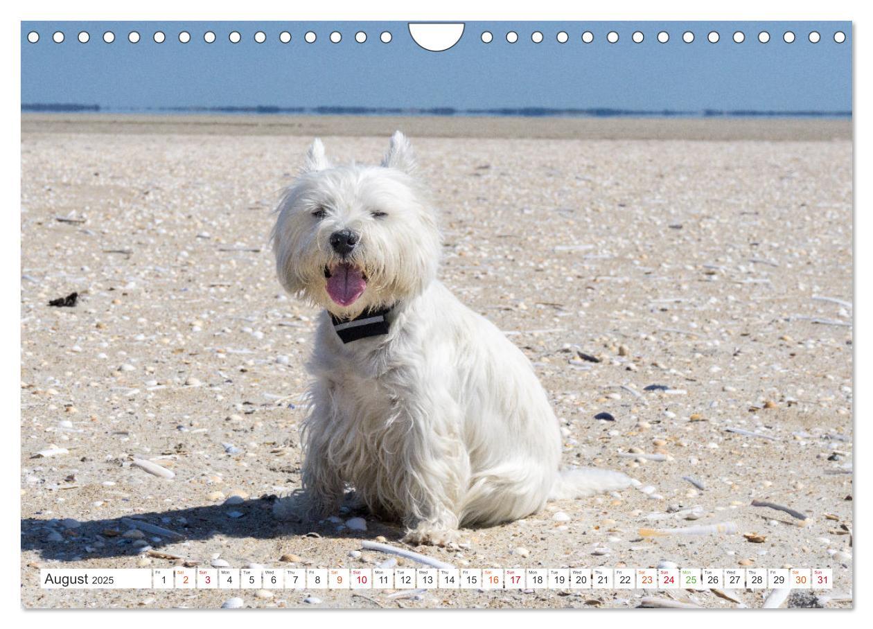 Bild: 9781325930739 | West Highland White Terrier - Your charming companion (Wall...