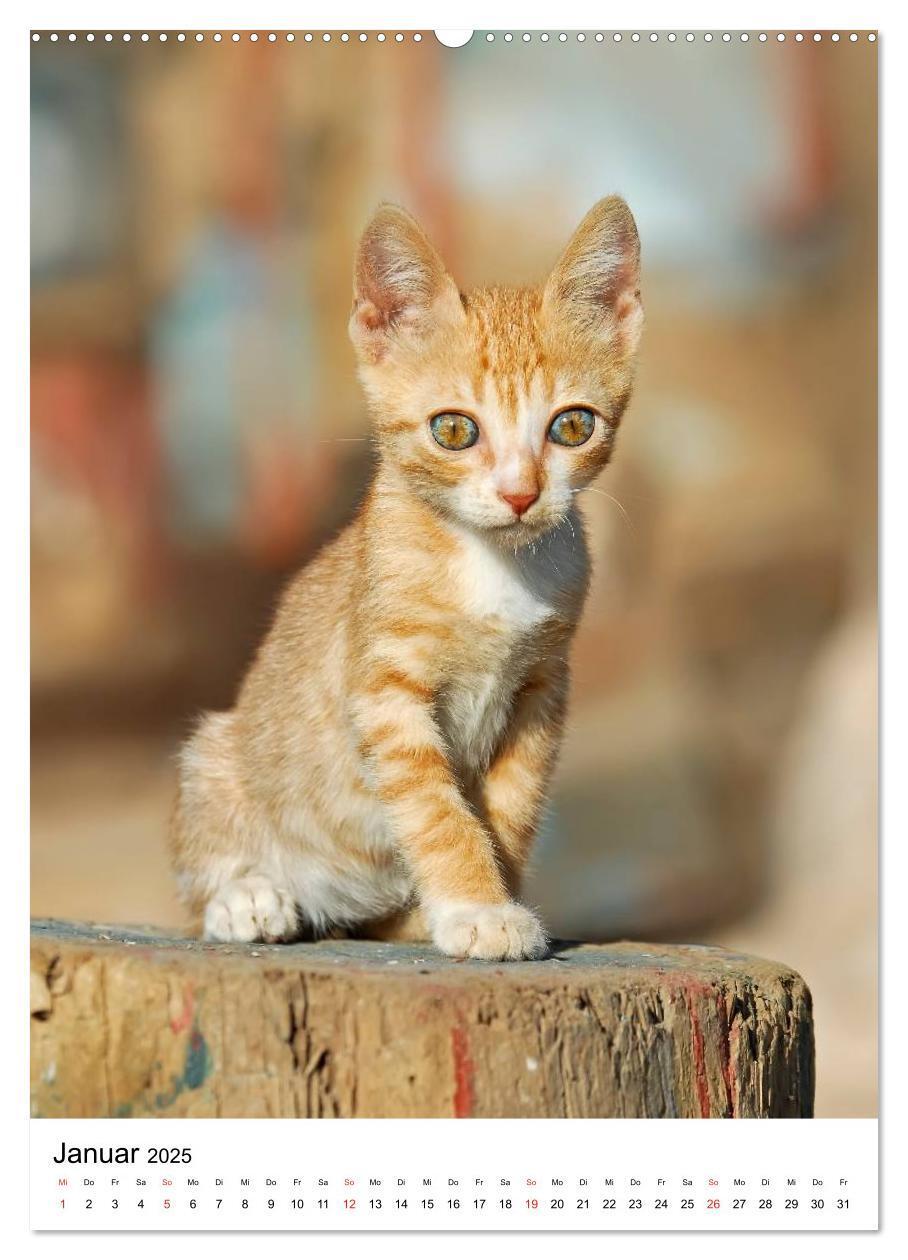 Bild: 9783457085950 | COUNTRY CATS (Wandkalender 2025 DIN A2 hoch), CALVENDO Monatskalender