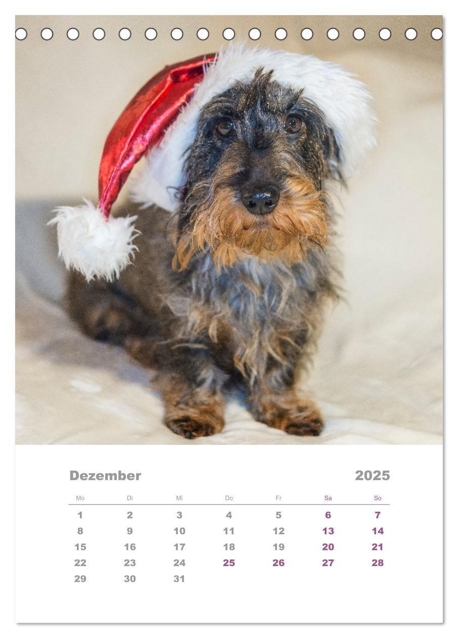 Bild: 9783435891993 | Dackel(augen)blicke (Tischkalender 2025 DIN A5 hoch), CALVENDO...