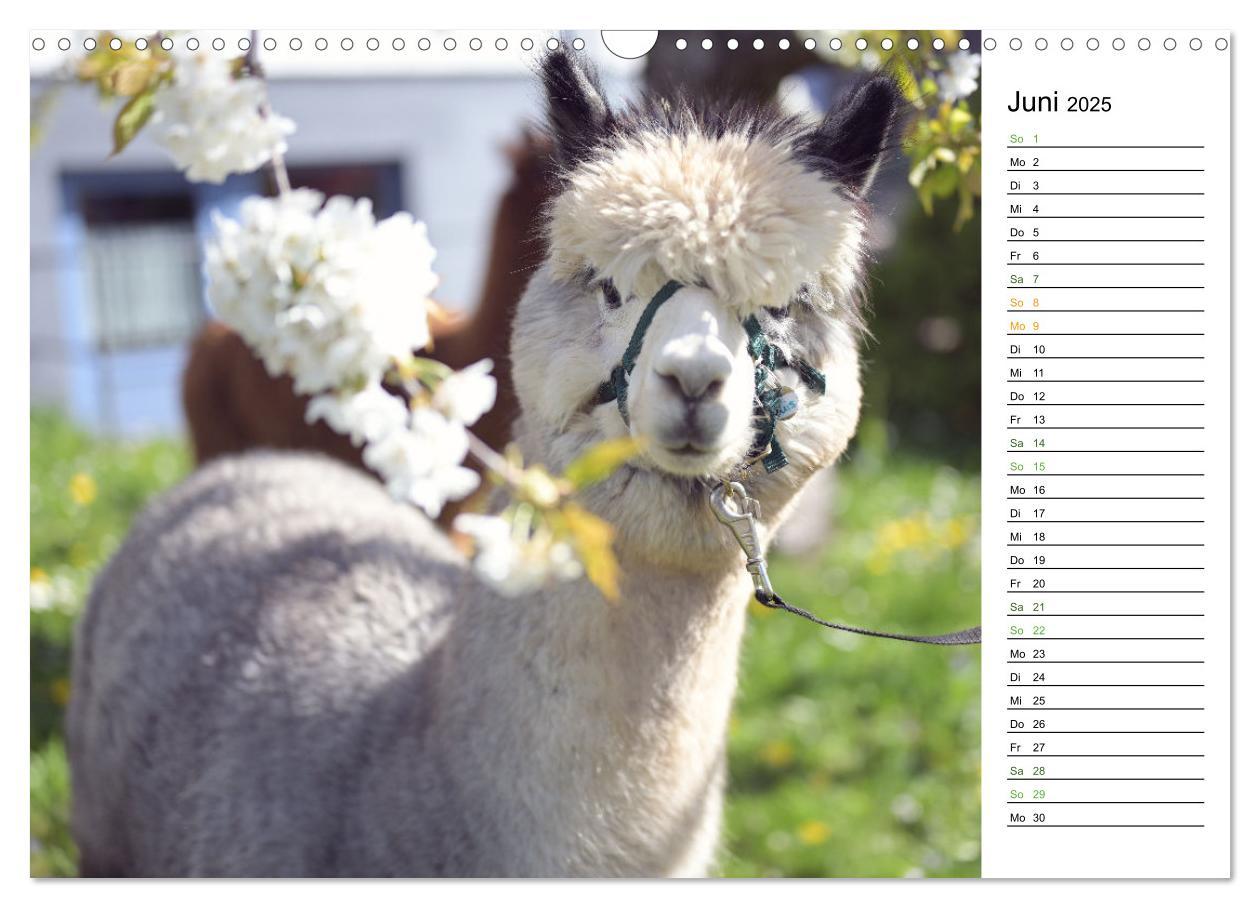 Bild: 9783457218693 | Alpakas im Paradies (Wandkalender 2025 DIN A3 quer), CALVENDO...