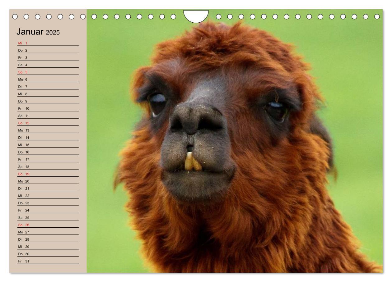 Bild: 9783435547036 | Alpakas und Lamas (Wandkalender 2025 DIN A4 quer), CALVENDO...