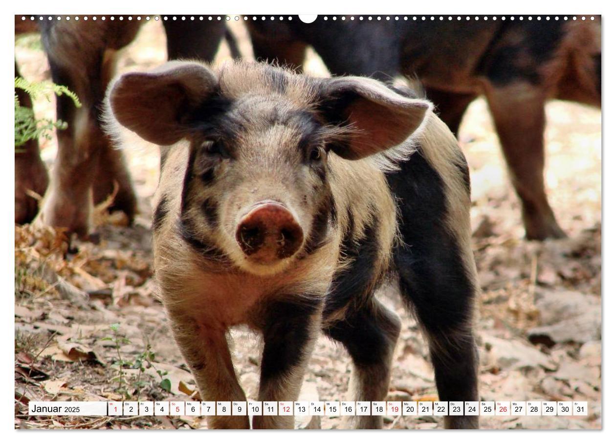 Bild: 9783435601400 | Von Säuen die Schwein haben! (Wandkalender 2025 DIN A2 quer),...