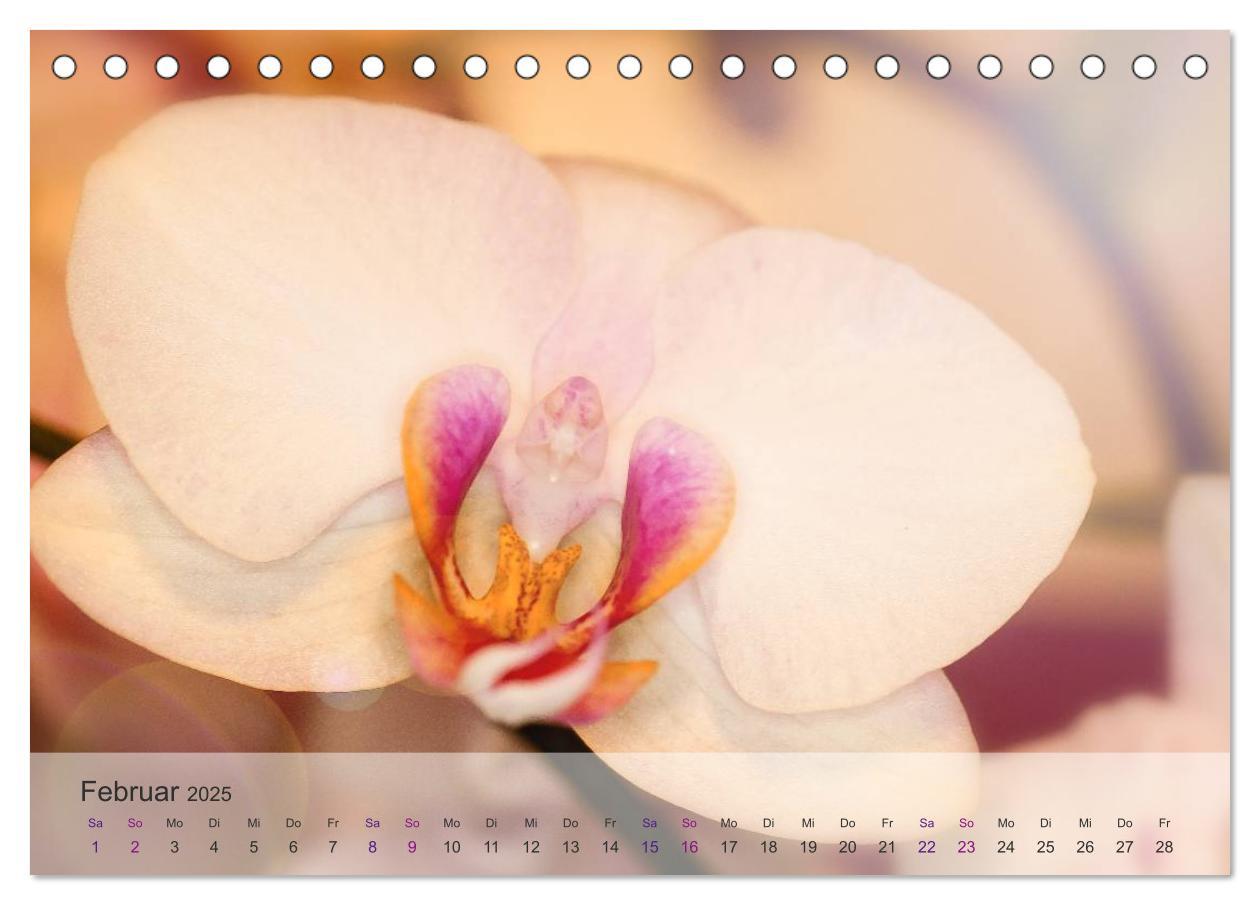 Bild: 9783435688425 | Phalaenopsis - die zauberhafte Welt der Orchideen (Tischkalender...