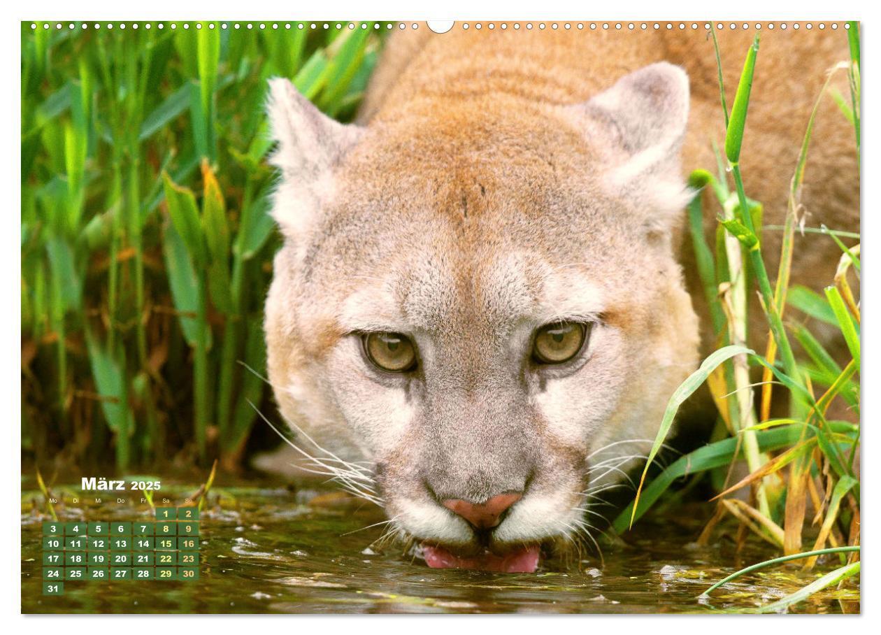 Bild: 9783383778278 | Puma: Auf leisen Pfoten (hochwertiger Premium Wandkalender 2025 DIN...