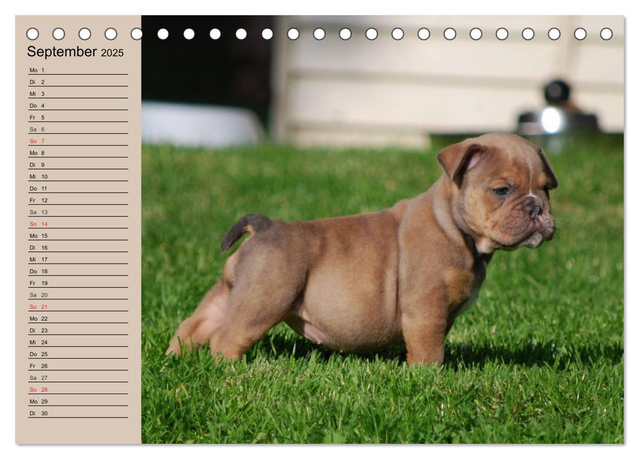 Bild: 9783435533602 | Bulldoggen-Kinder (Tischkalender 2025 DIN A5 quer), CALVENDO...