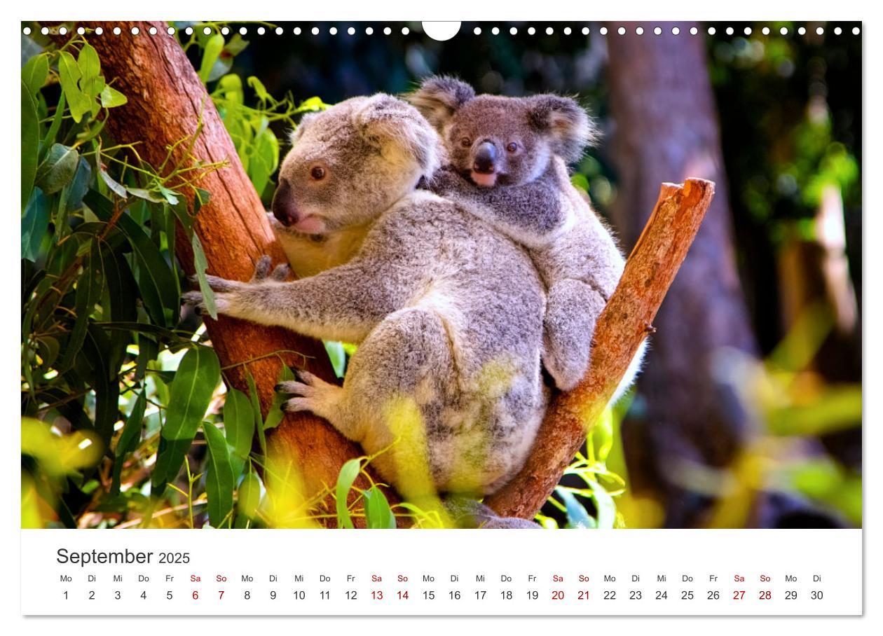 Bild: 9783383928413 | Knuffige Koalabären (Wandkalender 2025 DIN A3 quer), CALVENDO...