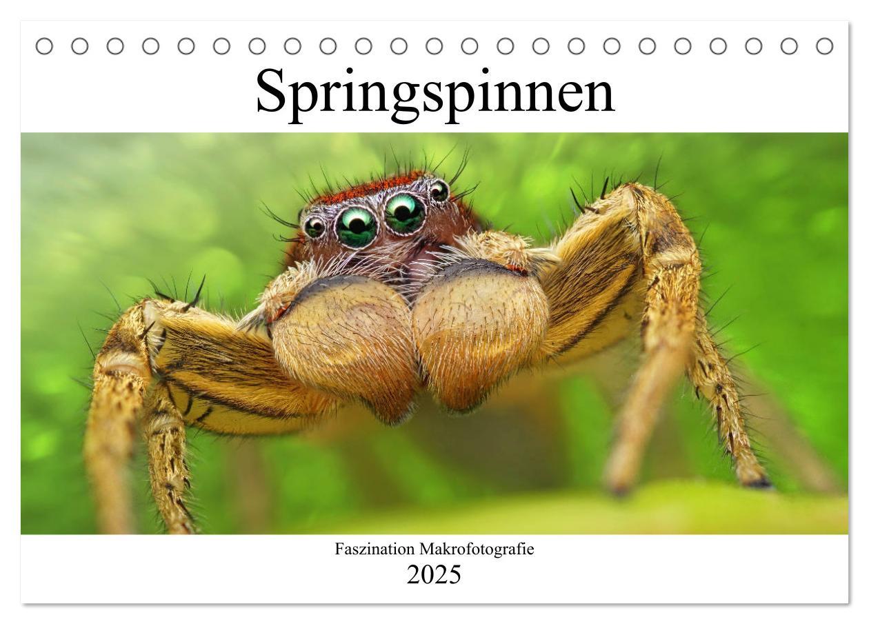 Cover: 9783435344802 | Faszination Makrofotografie: Springspinnen (Tischkalender 2025 DIN...