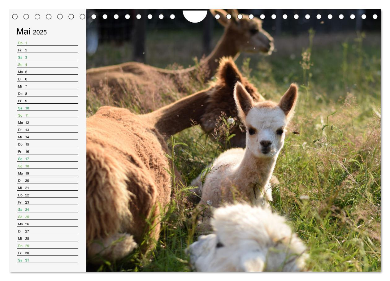 Bild: 9783383940514 | Alpakababys zum Verlieben (Wandkalender 2025 DIN A4 quer), CALVENDO...