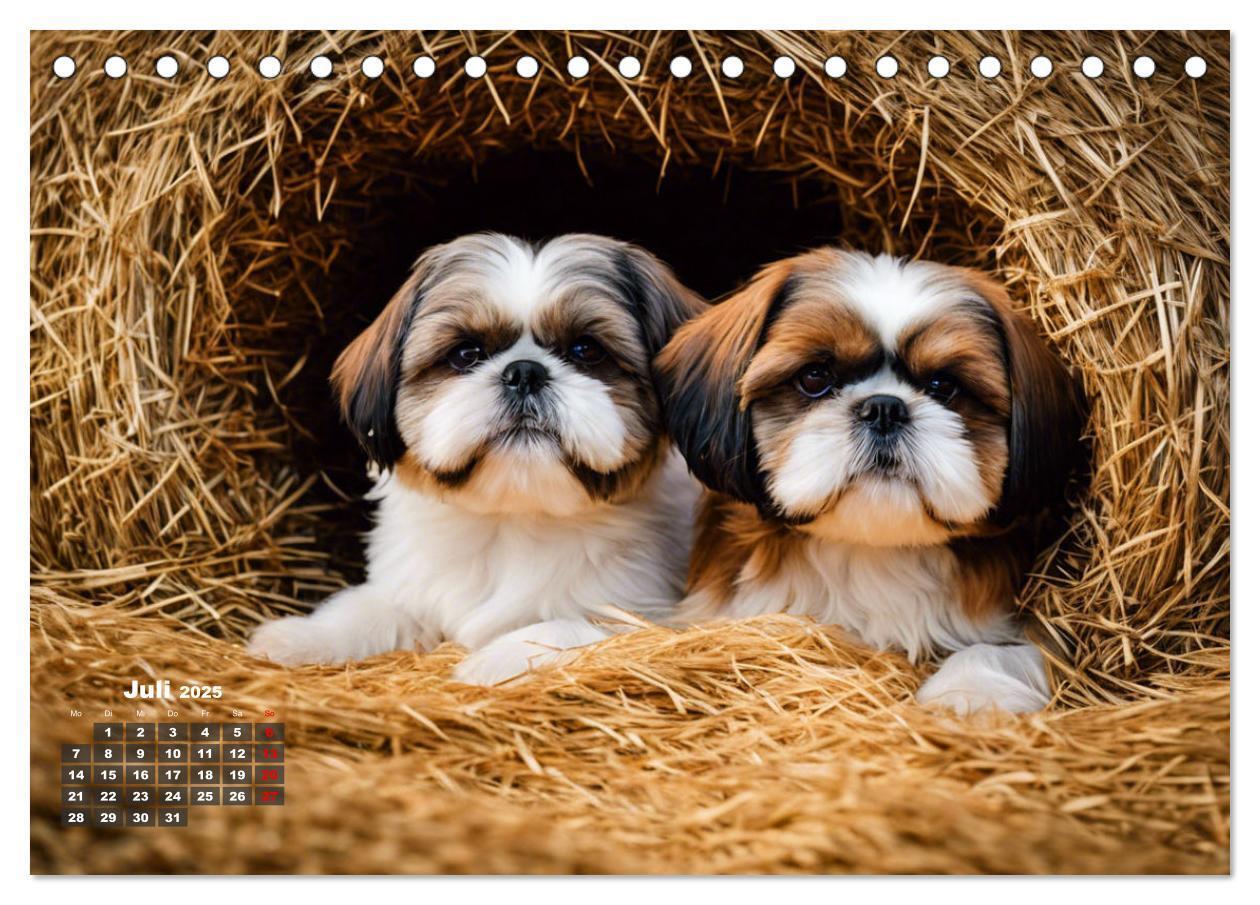 Bild: 9783435647279 | Shih Tzu - der wuschelige Hund aus Tibet (Tischkalender 2025 DIN A5...