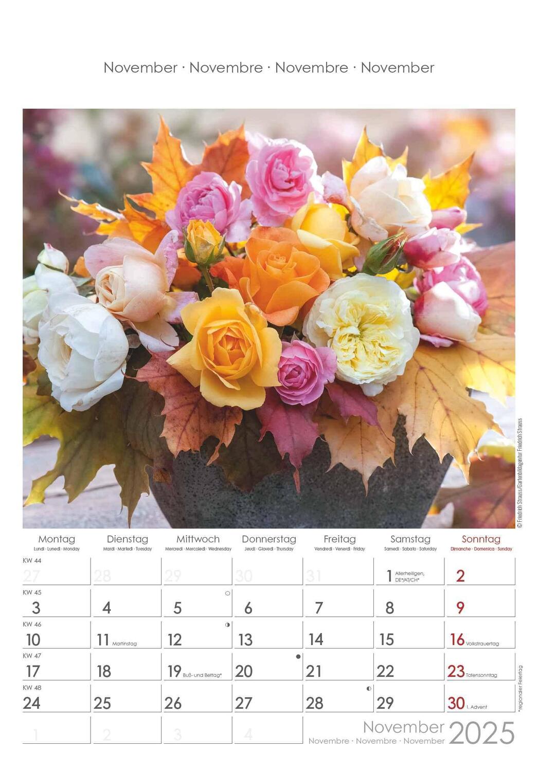 Bild: 4251732340995 | Rosenträume 2025 - Bildkalender 23,7x34 cm - Kalender mit Platz für...