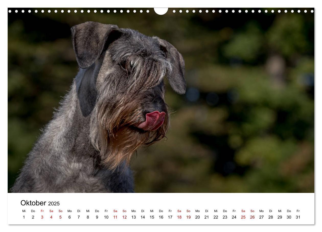 Bild: 9783435424535 | Schnauzer... von Zwergen und Riesen 2025 (Wandkalender 2025 DIN A3...