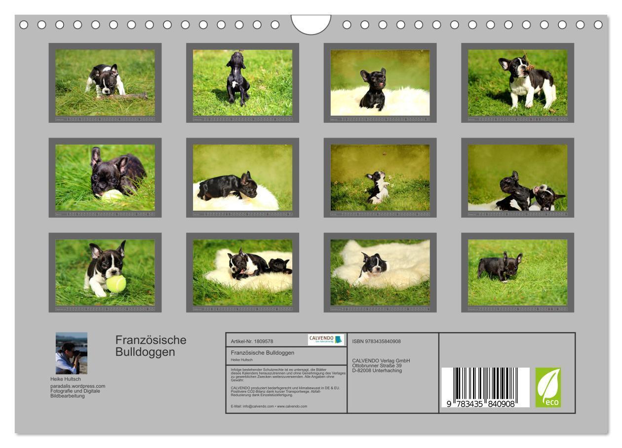 Bild: 9783435840908 | Französische Bulldoggen (Wandkalender 2025 DIN A4 quer), CALVENDO...