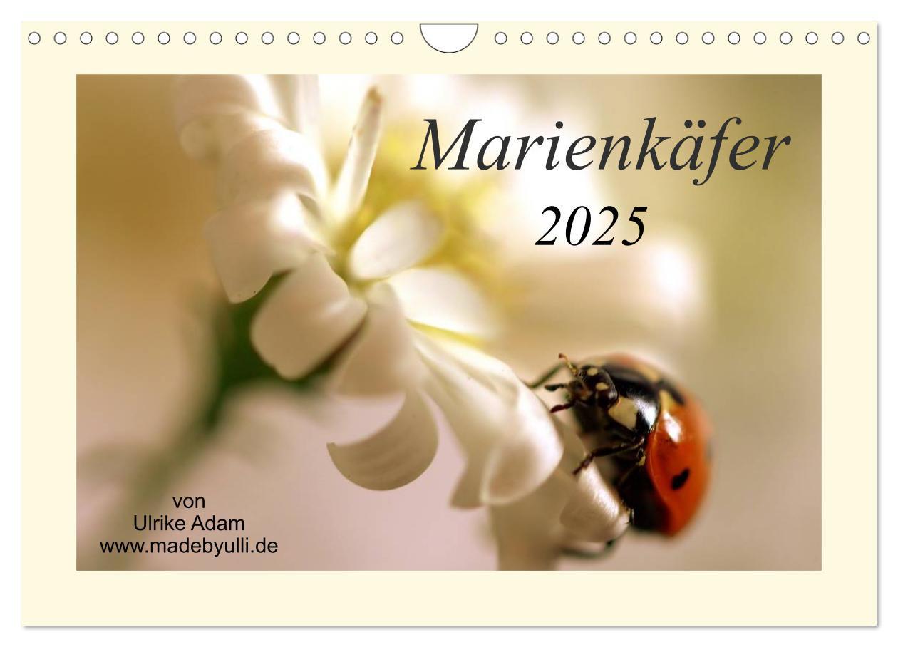 Cover: 9783435733163 | Marienkäfer / 2025 (Wandkalender 2025 DIN A4 quer), CALVENDO...