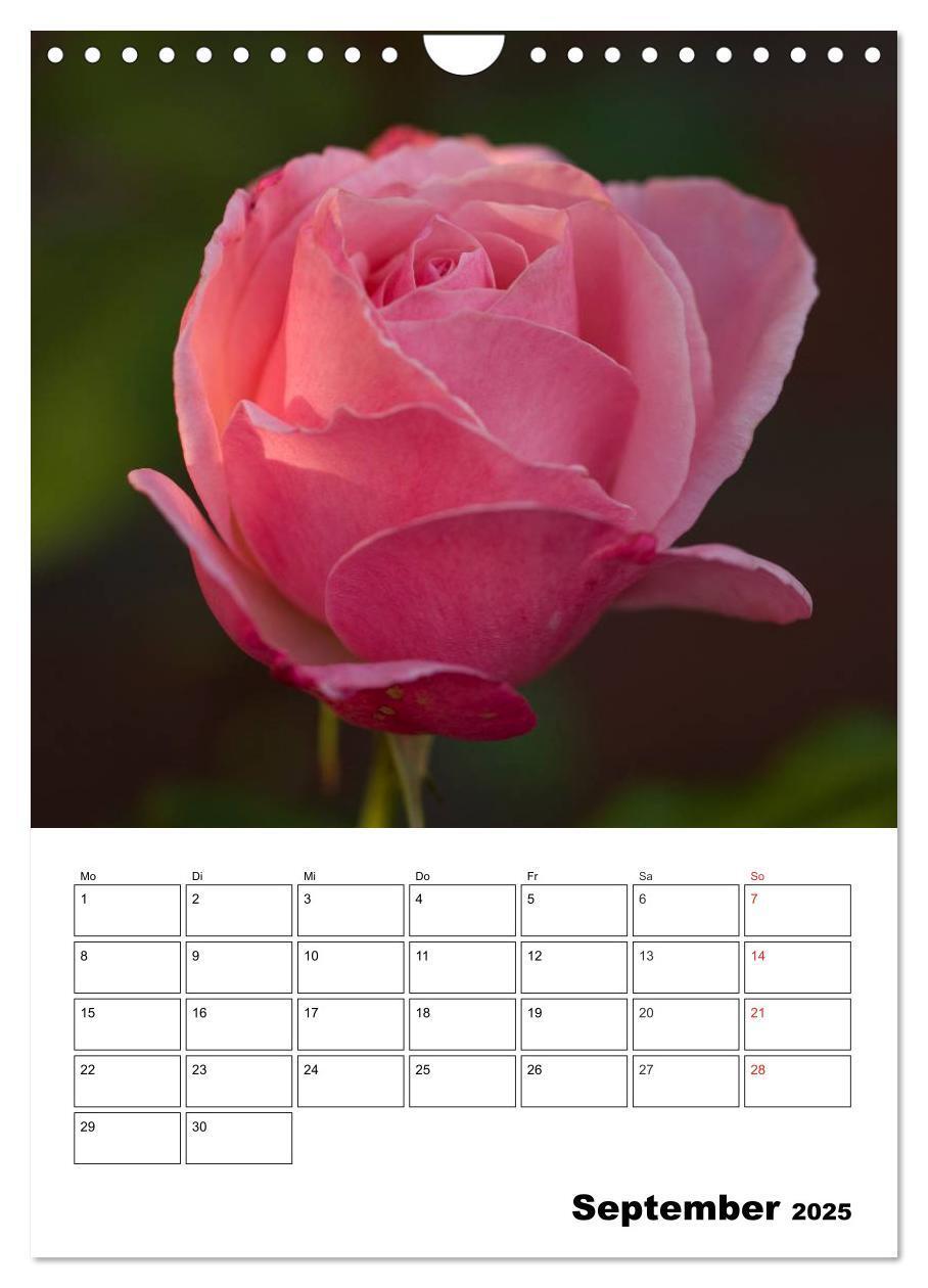 Bild: 9783457022283 | Zauberhafte Rosen (Wandkalender 2025 DIN A4 hoch), CALVENDO...