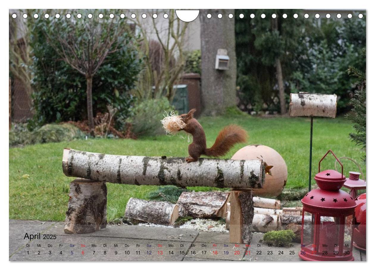 Bild: 9783435587469 | Spaß mit Eichhörnchen! (Wandkalender 2025 DIN A4 quer), CALVENDO...